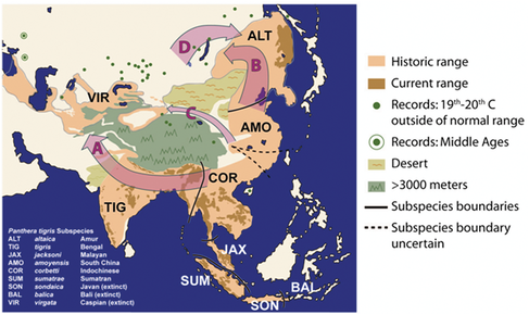 How Tigers Evolved and Distributed across the World