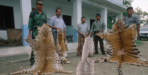 bengal tiger habitat loss